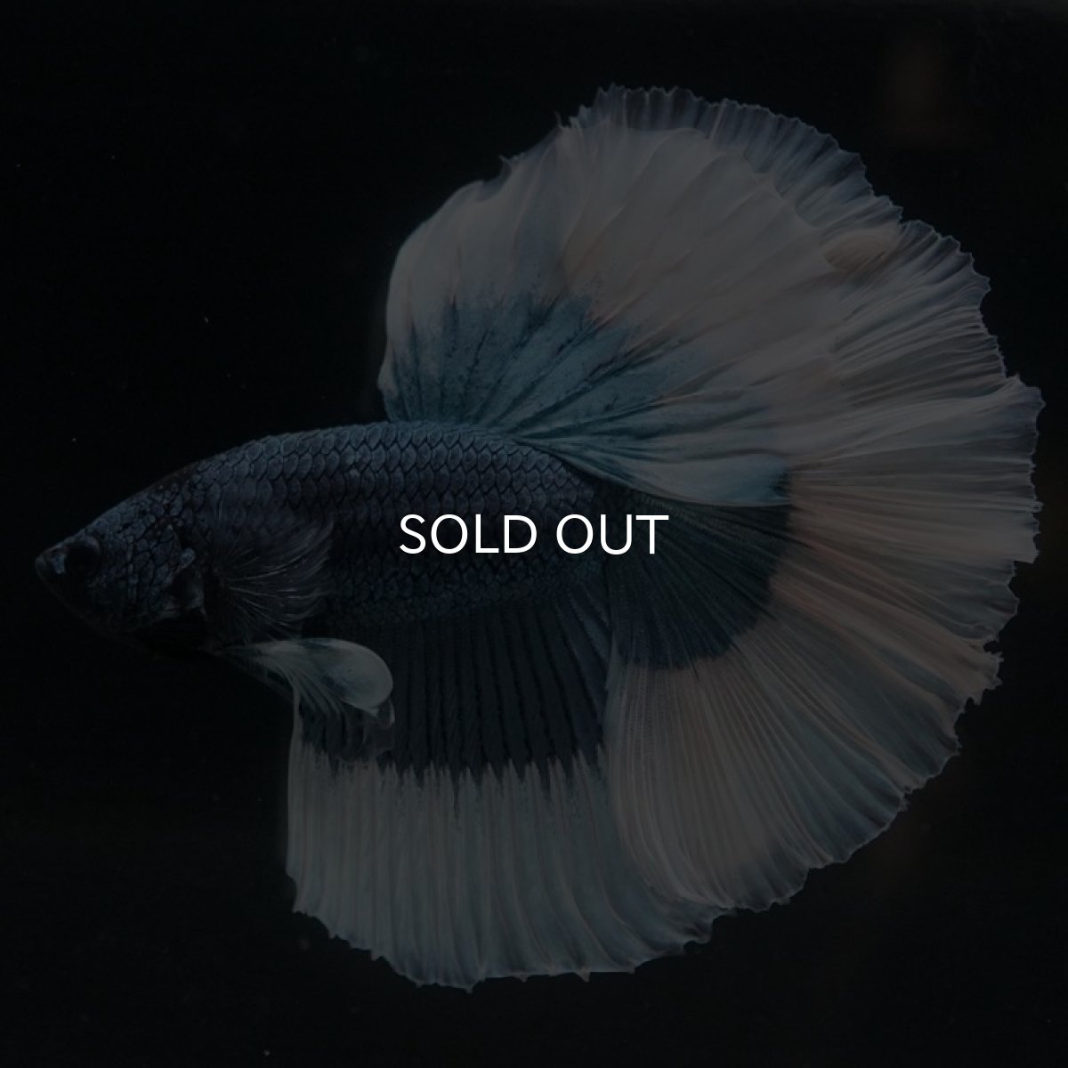 画像5: HM　スチールブルーバタフライ (5)