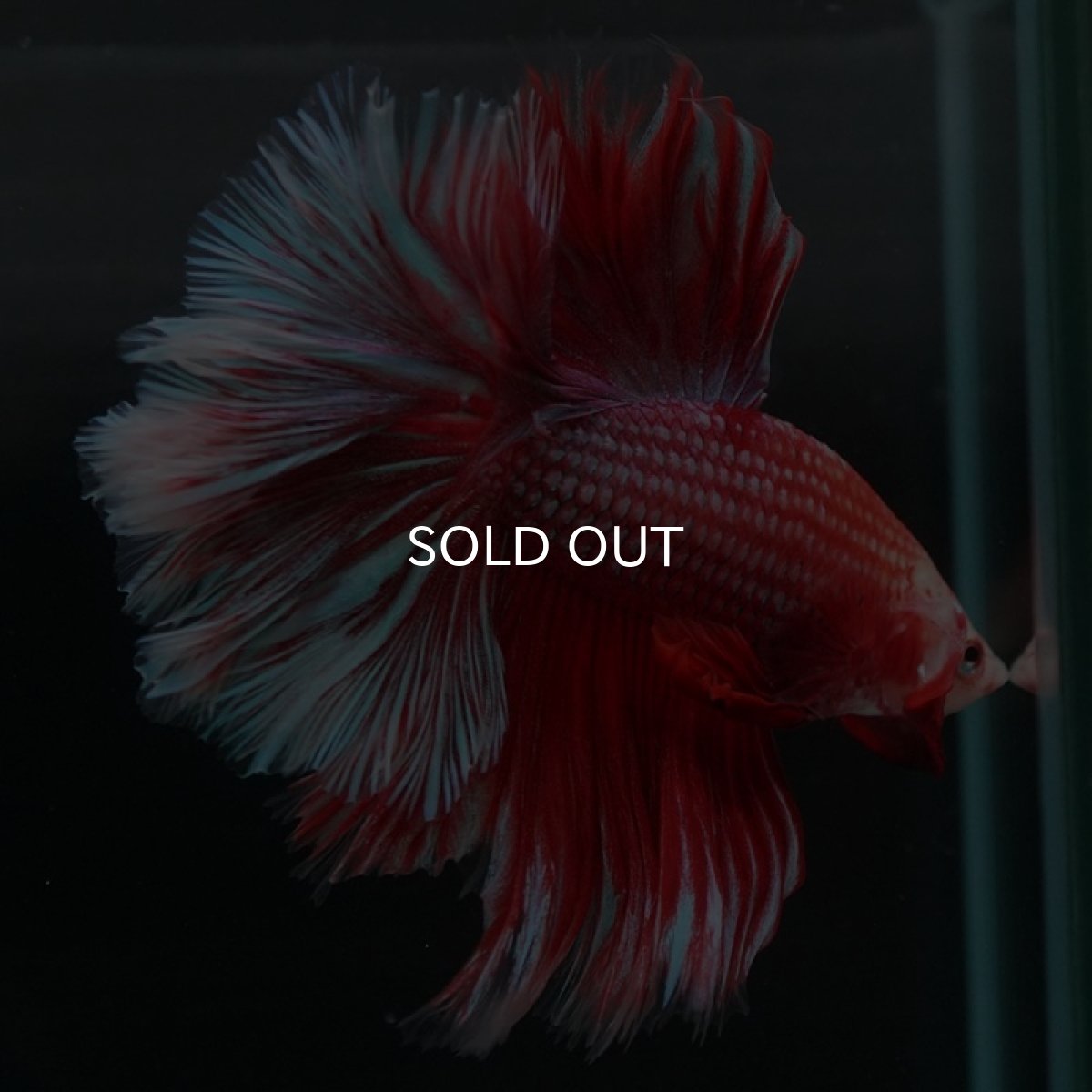 画像6: HM　ファンシーレッド　ローズテール (6)