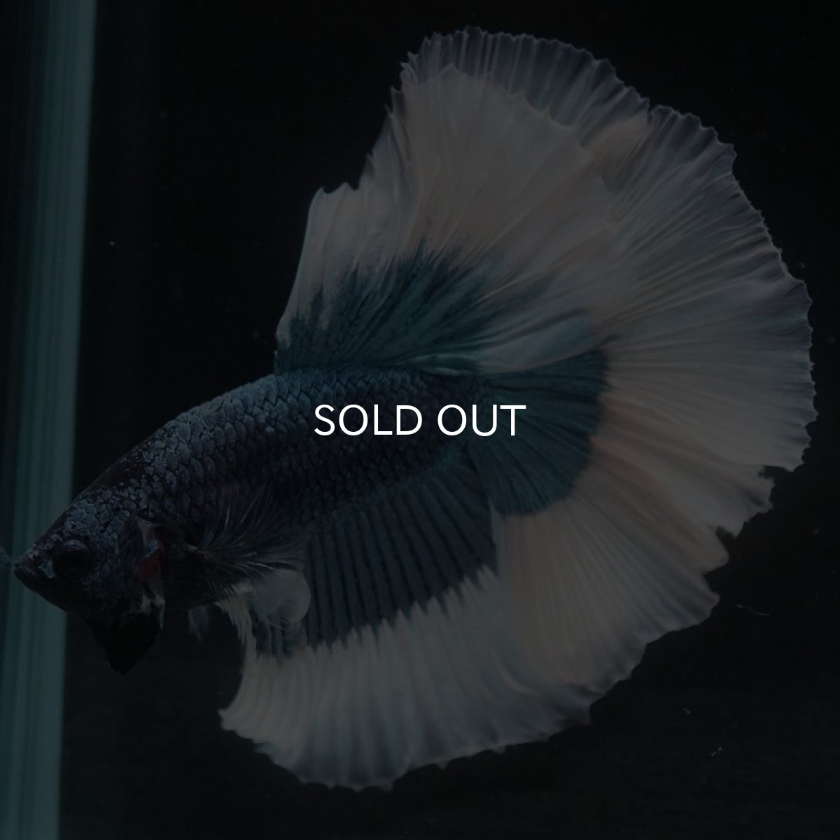 画像7: HM　スチールブルーバタフライ (7)