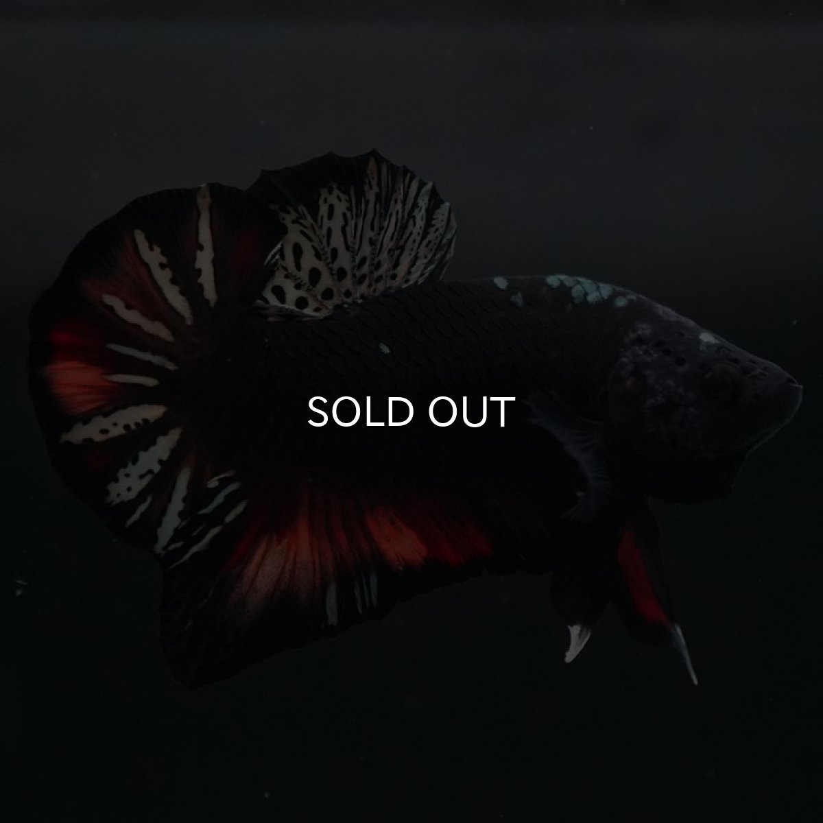 画像3: HMPK 　ブラックキャンディ (3)