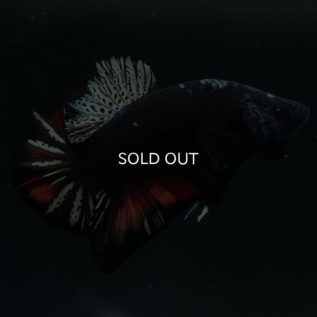 画像6: HMPK 　ブラックキャンディ (6)