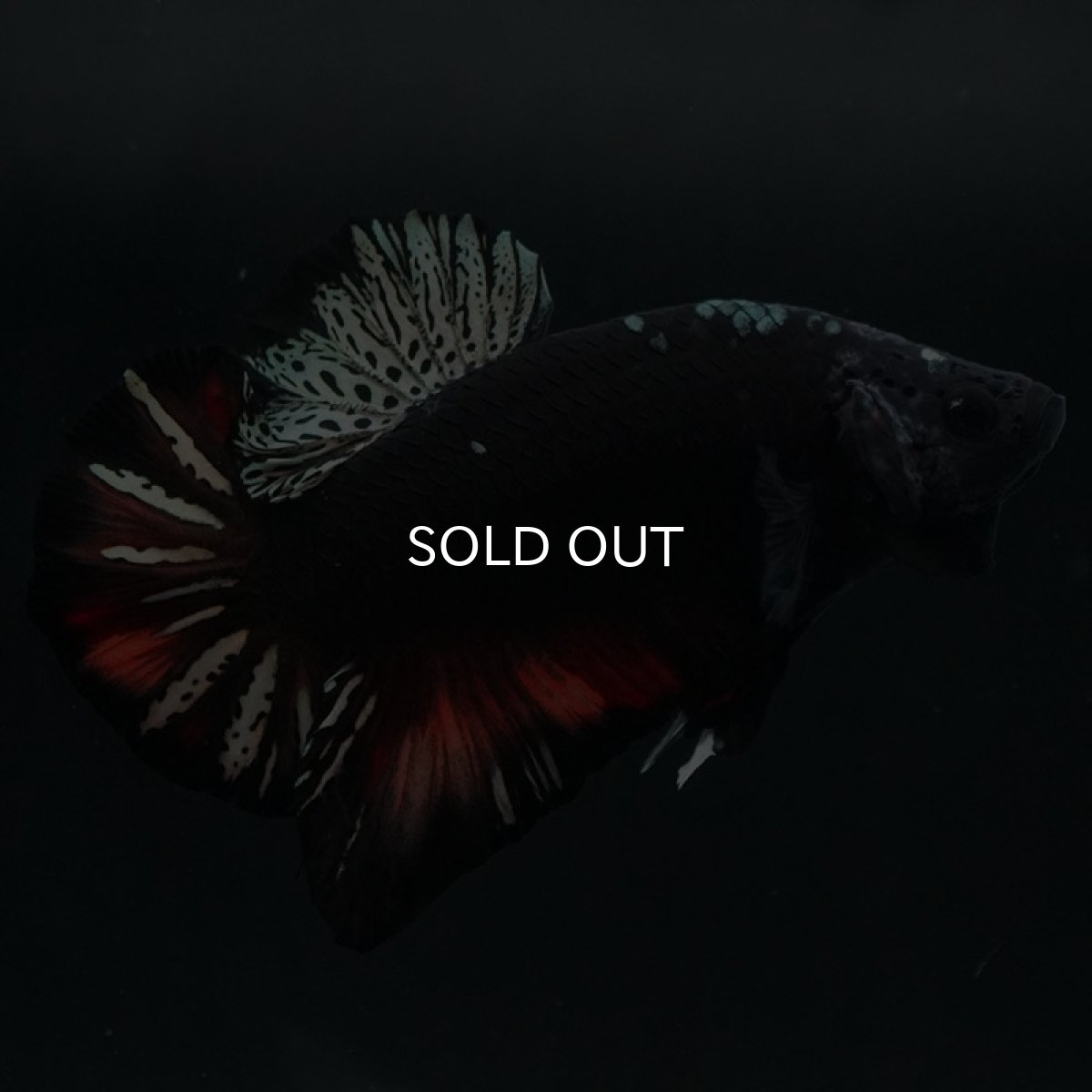 画像4: HMPK 　ブラックキャンディ (4)