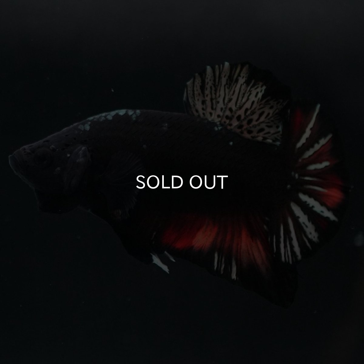 画像2: HMPK 　ブラックキャンディ (2)