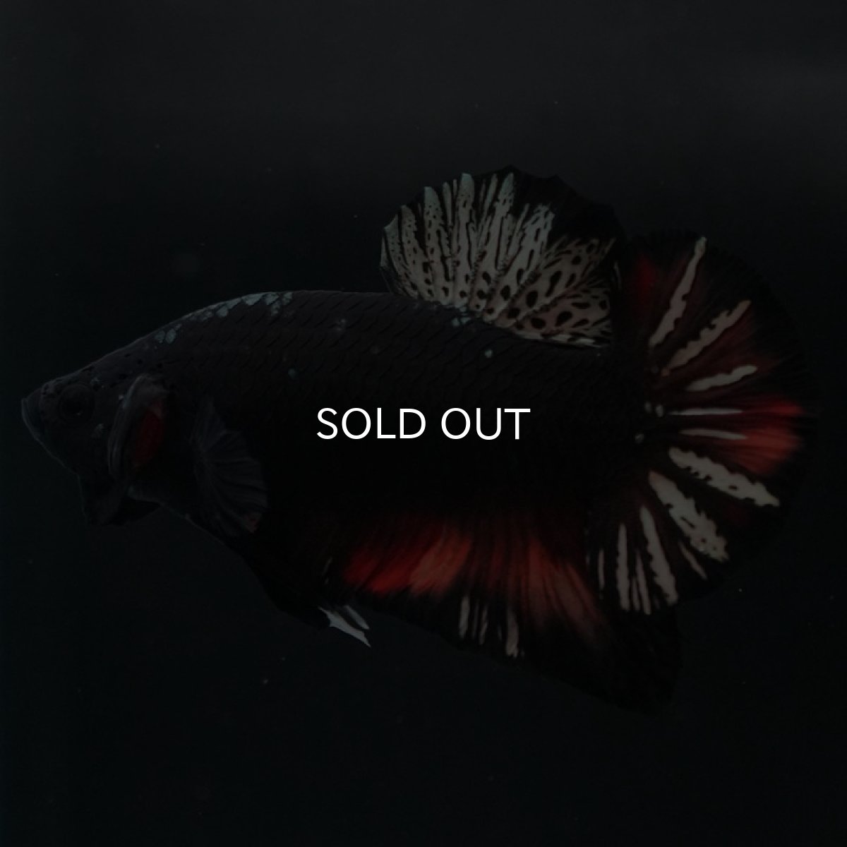 画像5: HMPK 　ブラックキャンディ (5)