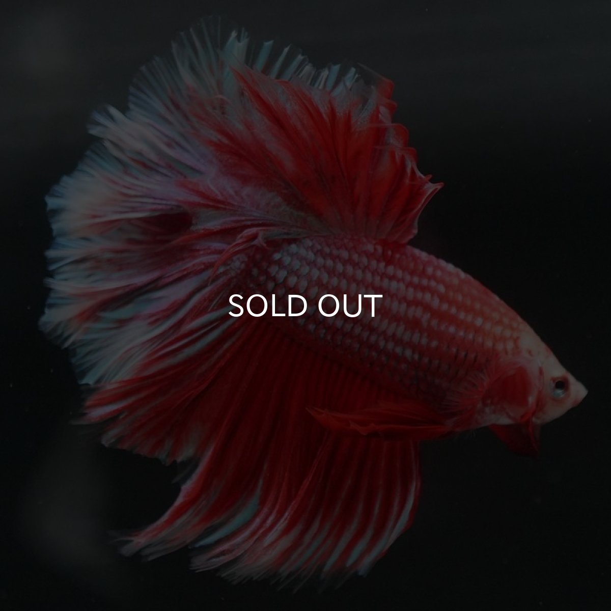 画像2: HM　ファンシーレッド　ローズテール (2)