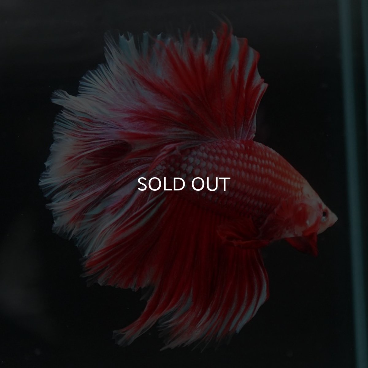 画像4: HM　ファンシーレッド　ローズテール (4)