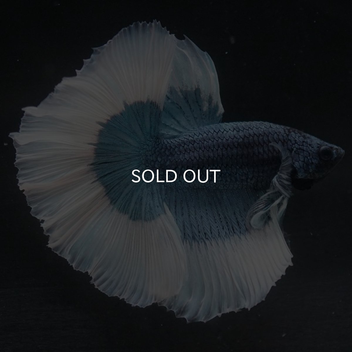 画像4: HM　スチールブルーバタフライ (4)