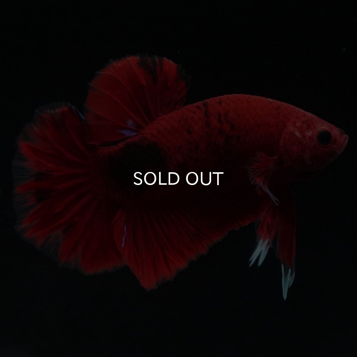 画像4: HMPK 　鯉 (4)