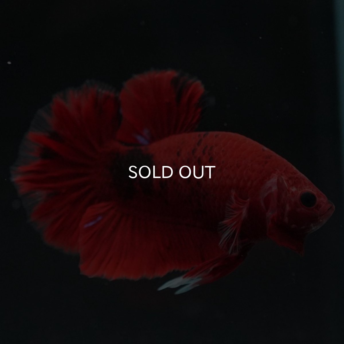 画像2: HMPK 　鯉 (2)