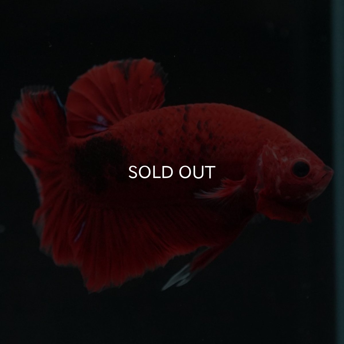 画像8: HMPK 　鯉 (8)