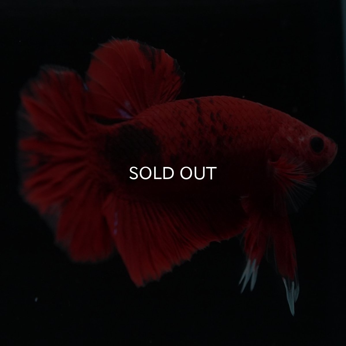 画像7: HMPK 　鯉 (7)