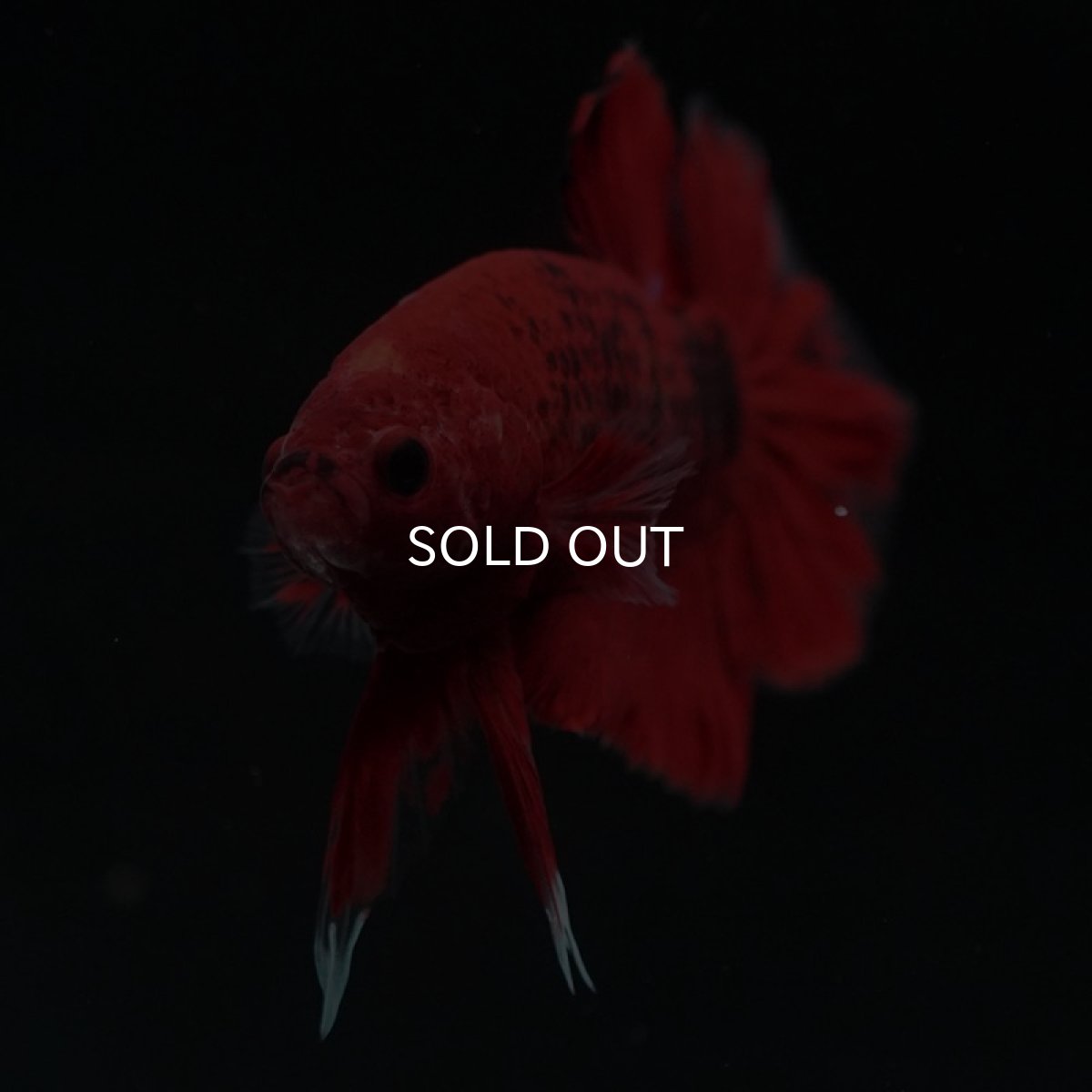 画像6: HMPK 　鯉 (6)