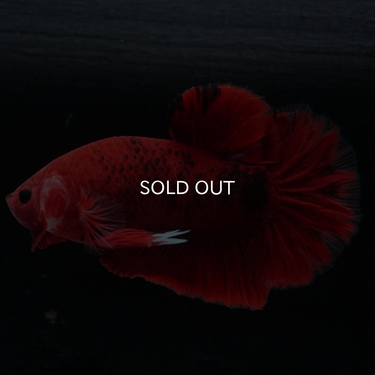 画像5: HMPK 　鯉 (5)