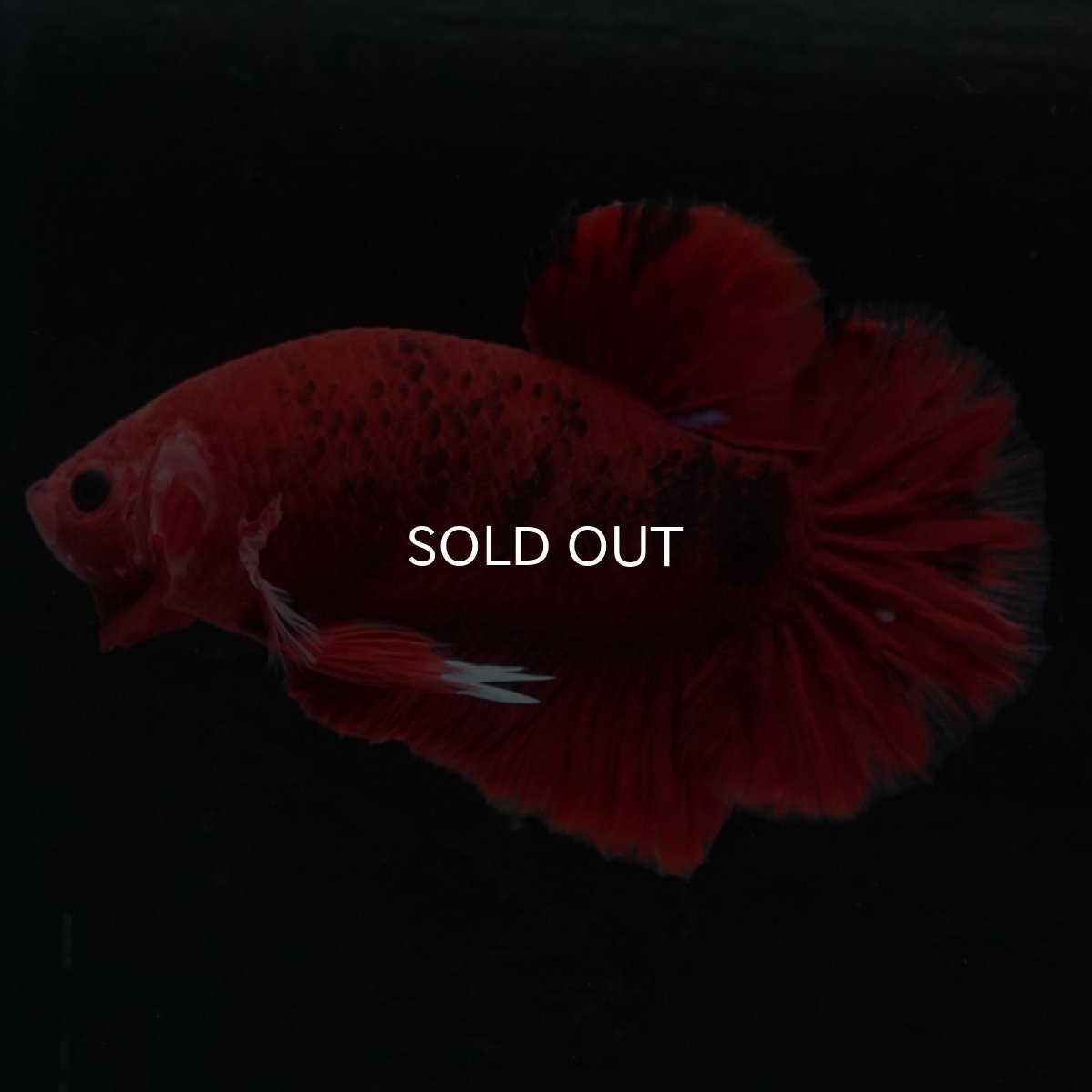 画像3: HMPK 　鯉 (3)