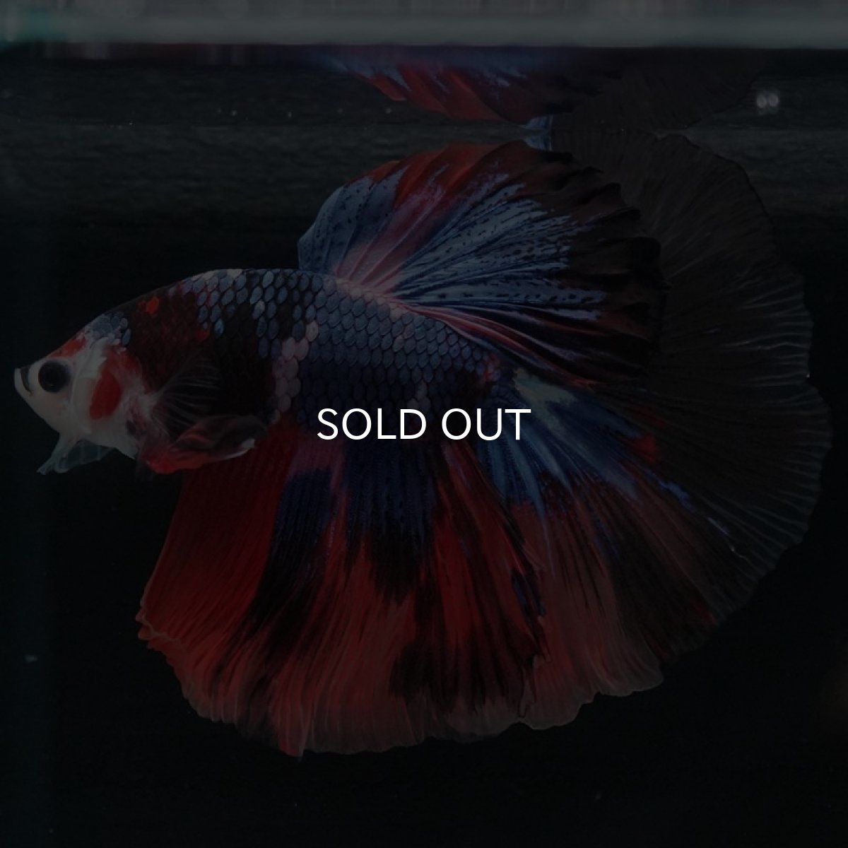 画像7: HM　キャンディ (7)