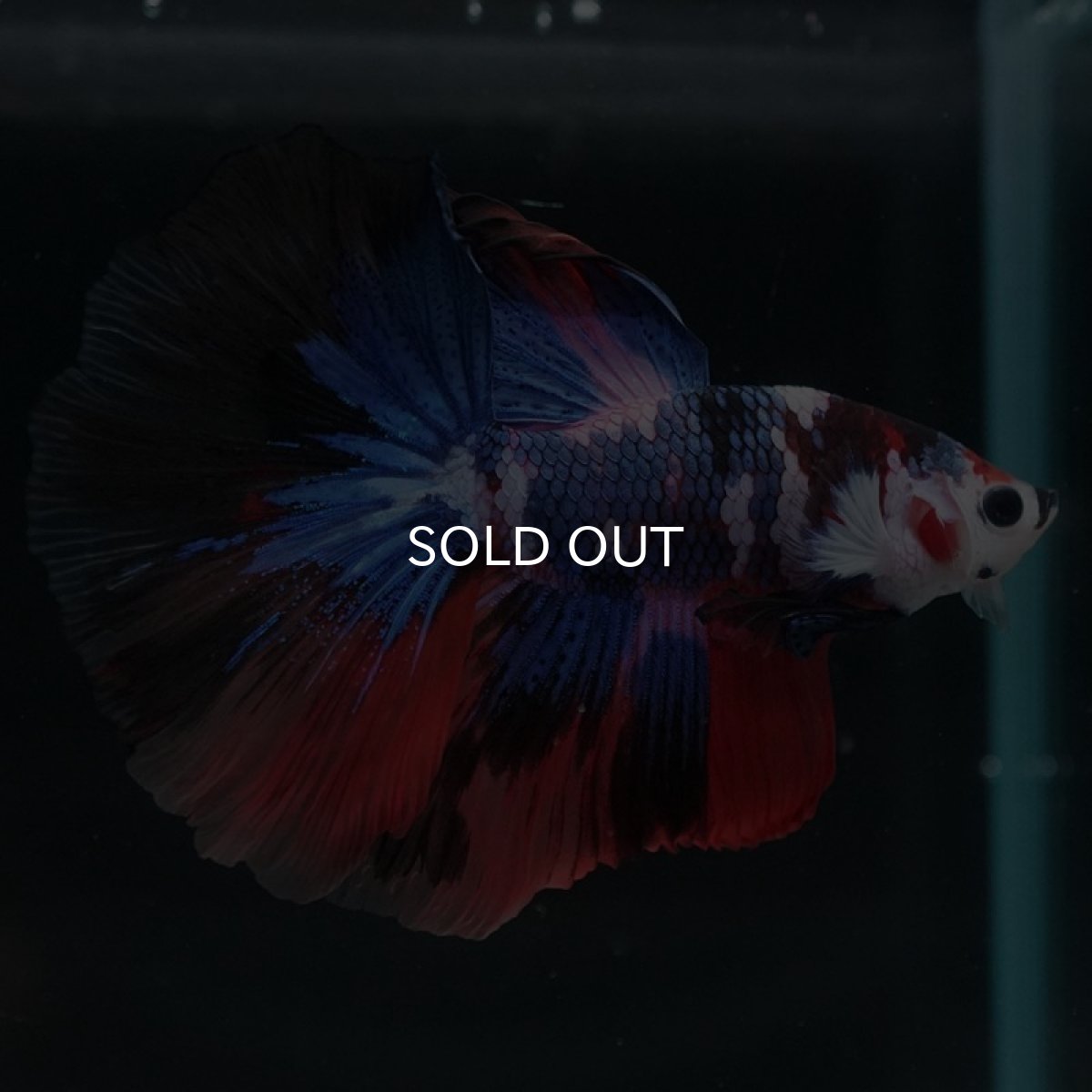 画像6: HM　キャンディ (6)