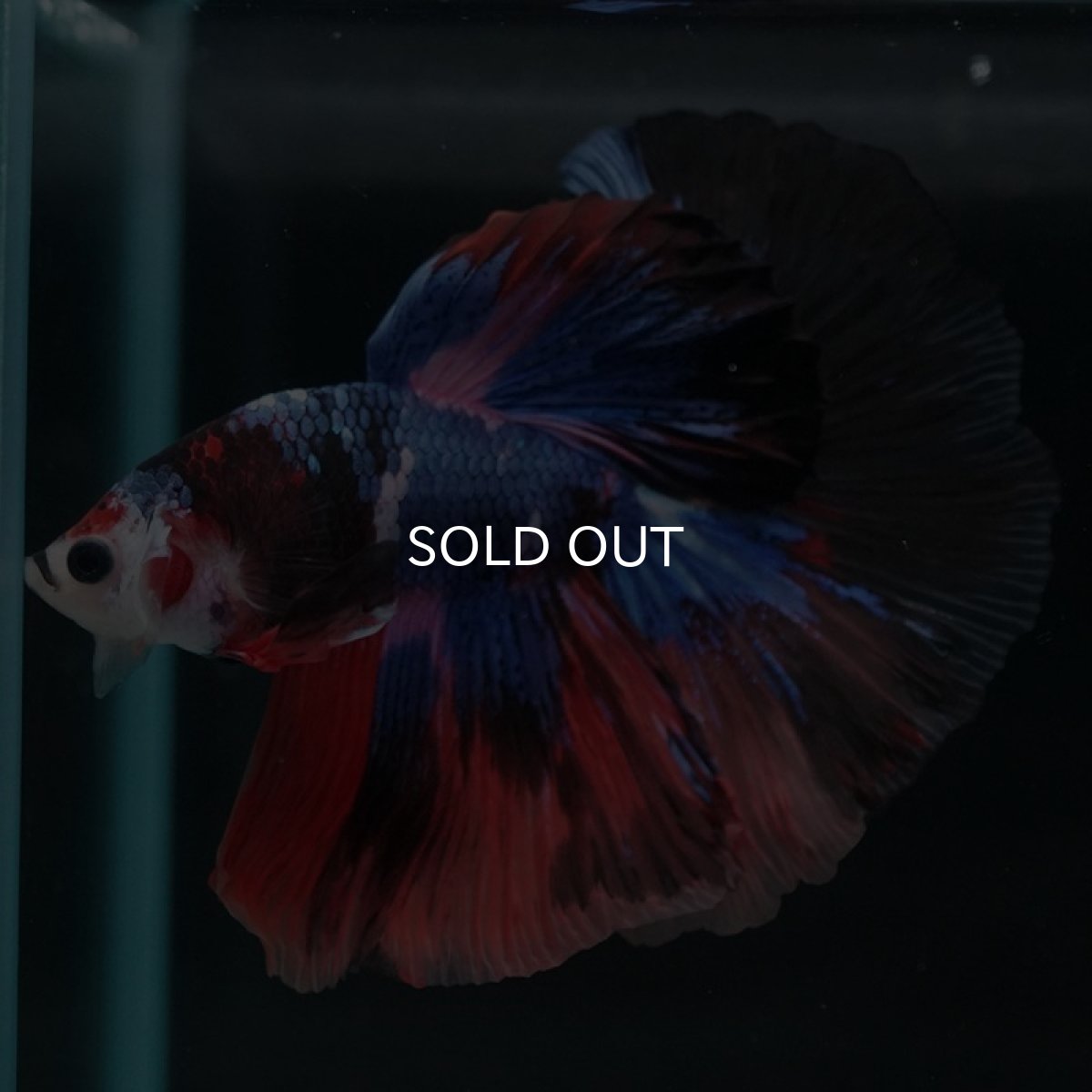 画像5: HM　キャンディ (5)