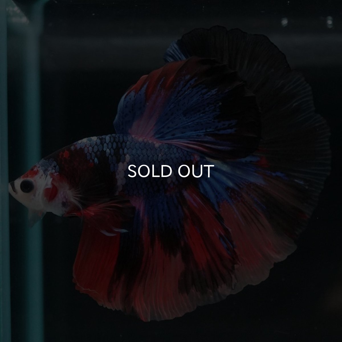 画像3: HM　キャンディ (3)