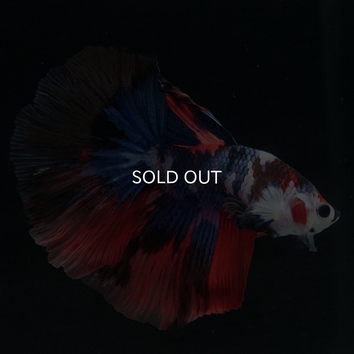 画像4: HM　キャンディ (4)