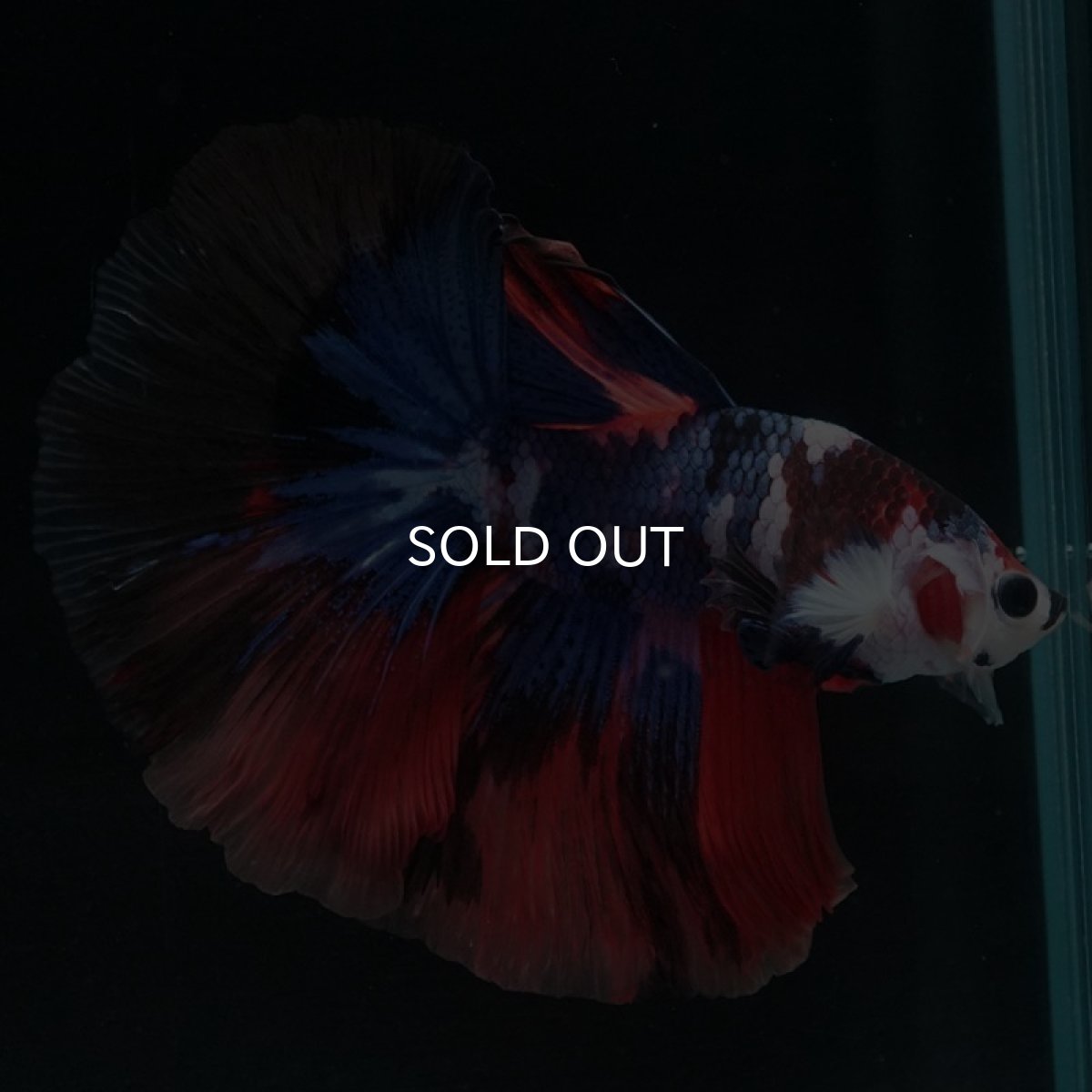 画像2: HM　キャンディ (2)