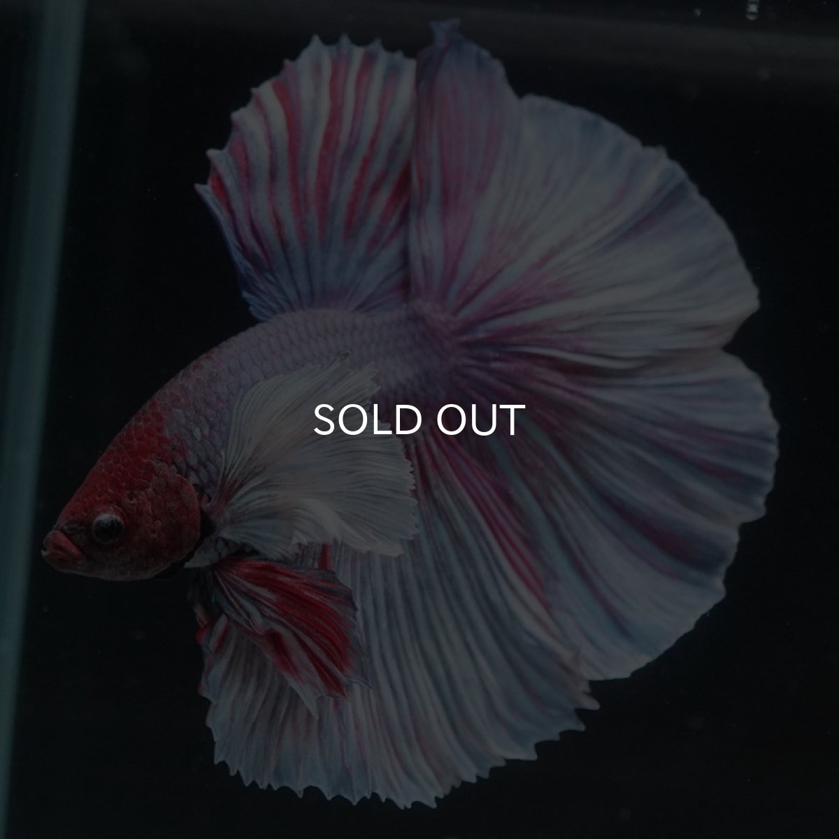 画像3: HMダンボ　ファンシー (3)