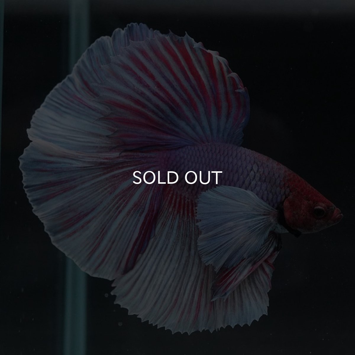 画像5: HMダンボ　ファンシー (5)