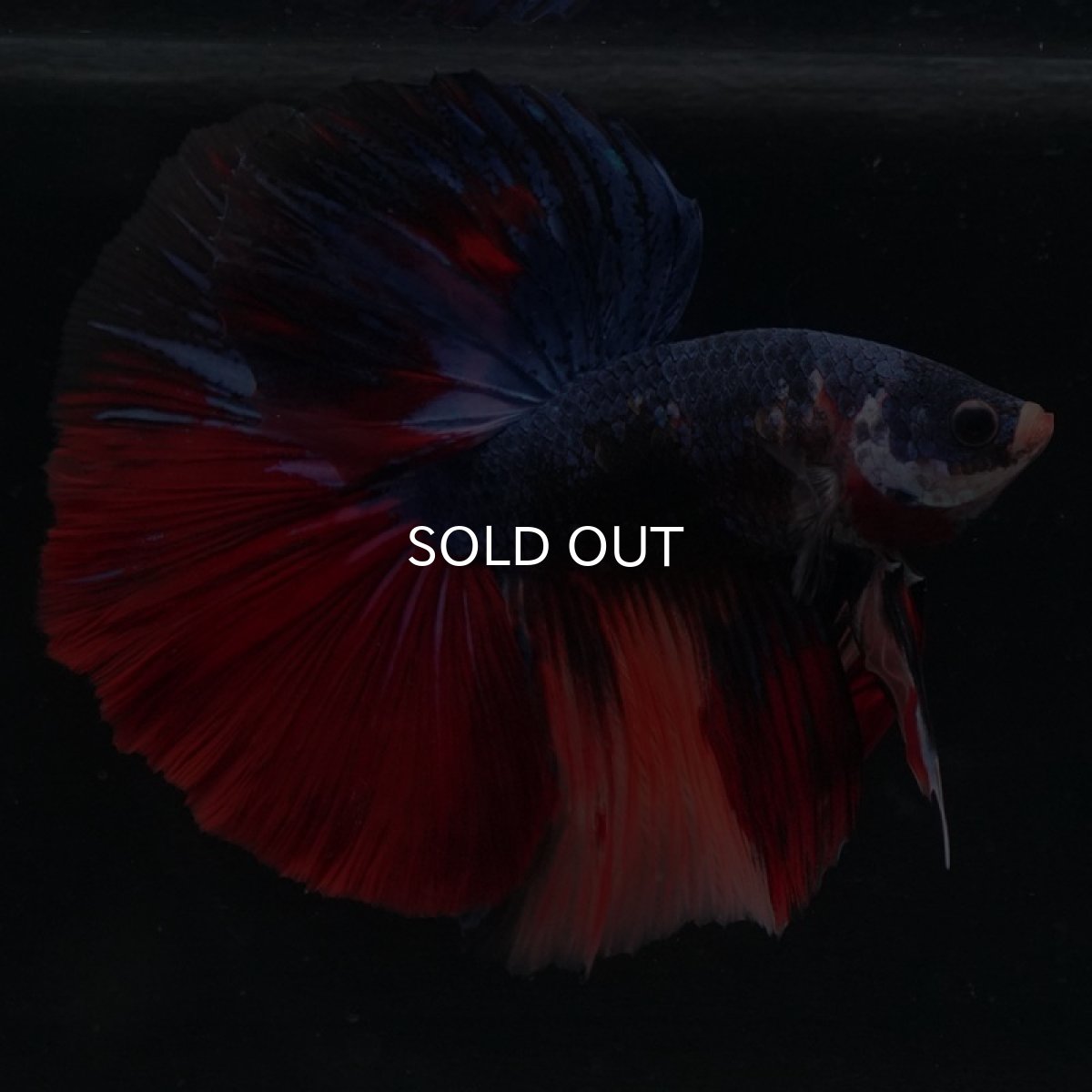 画像11: HM　キャンディ (11)