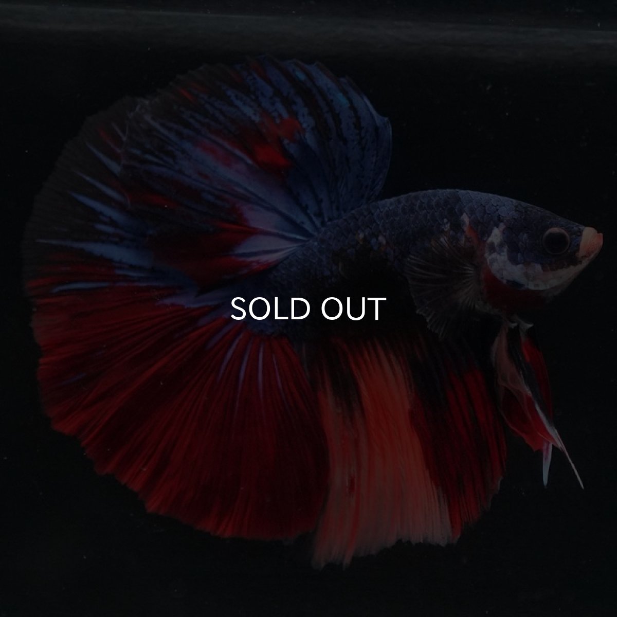 画像10: HM　キャンディ (10)