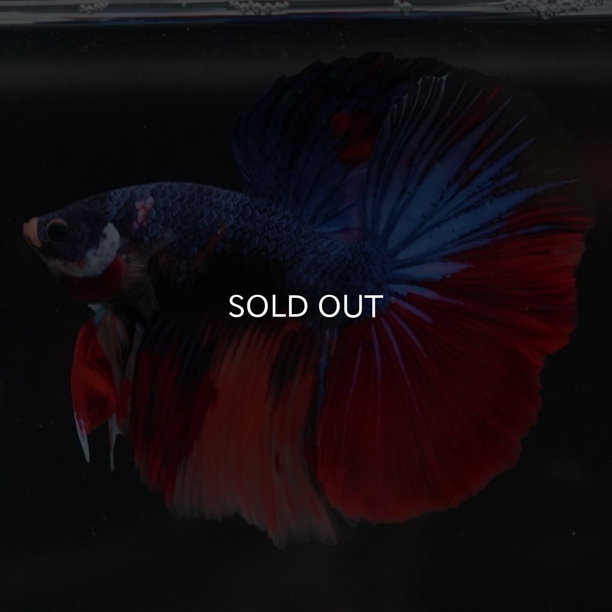 画像2: HM　キャンディ (2)