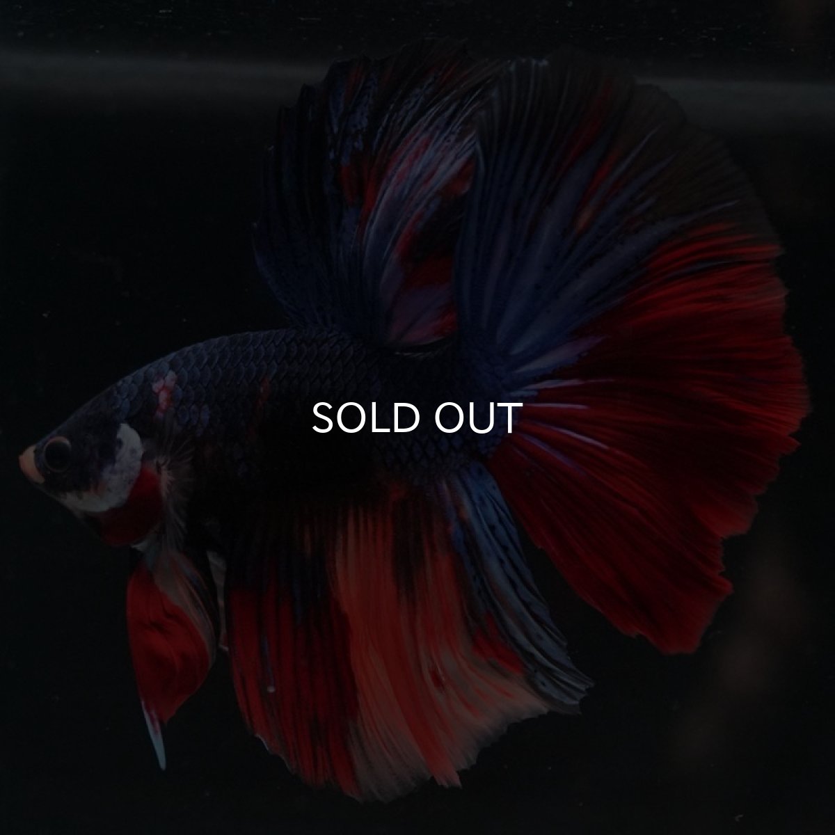 画像5: HM　キャンディ (5)