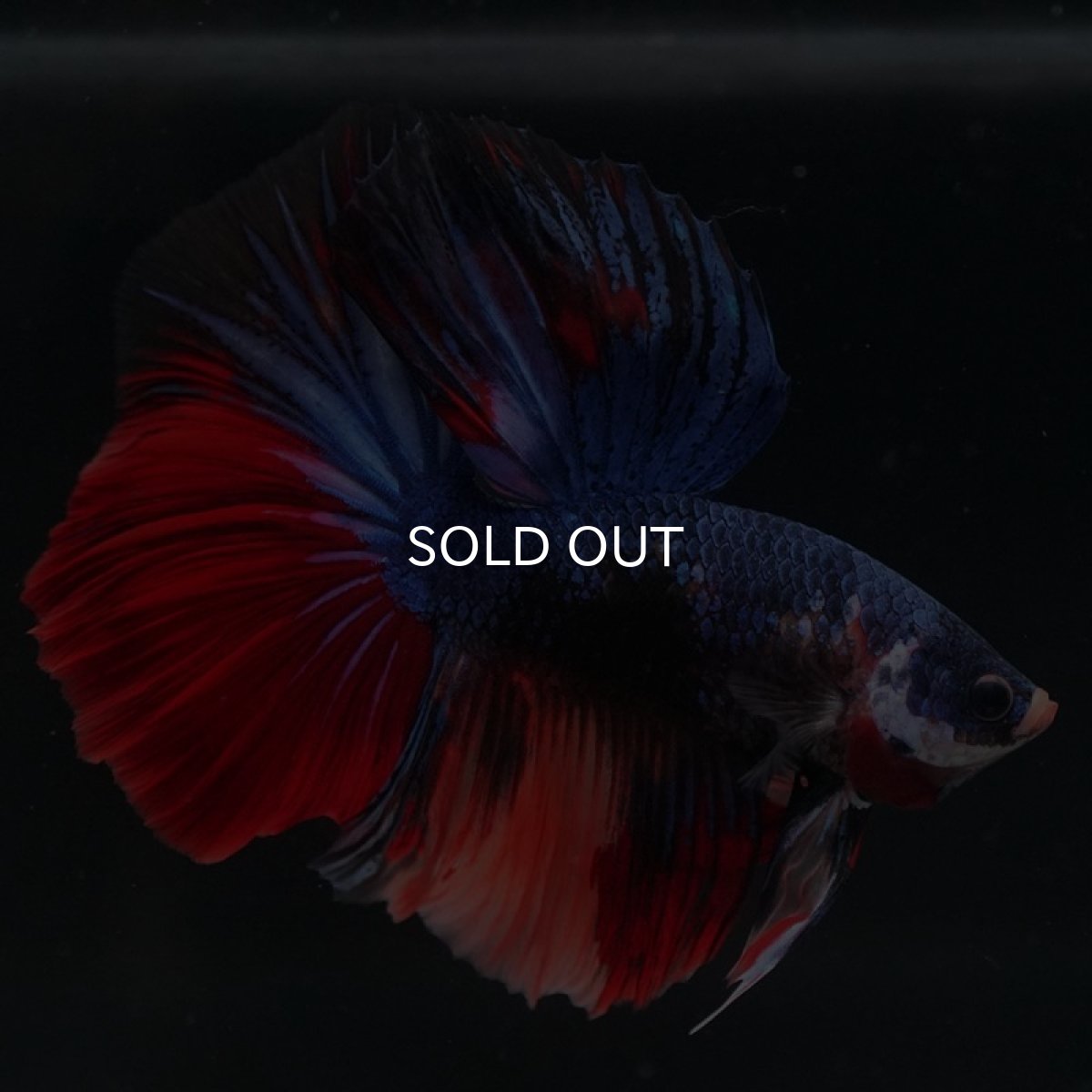 画像9: HM　キャンディ (9)