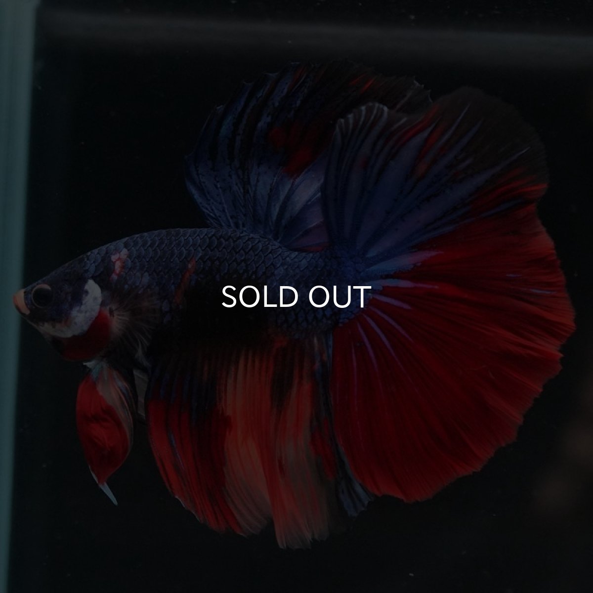 画像8: HM　キャンディ (8)