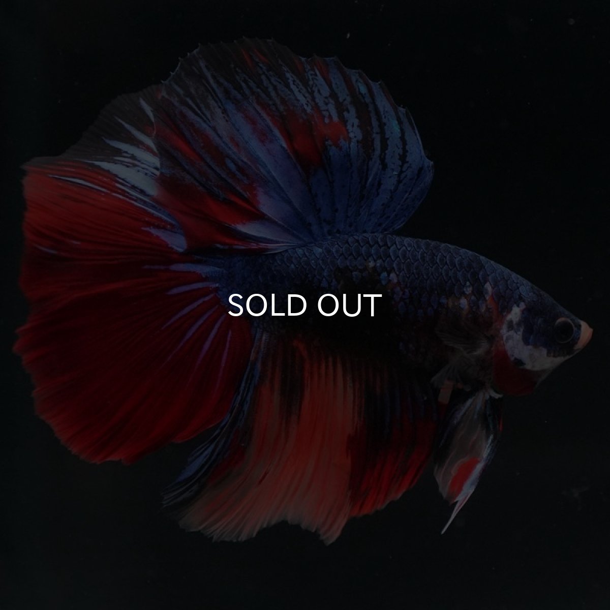 画像6: HM　キャンディ (6)