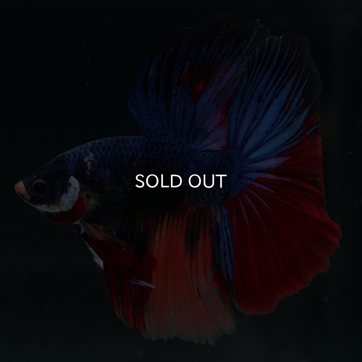 画像7: HM　キャンディ (7)