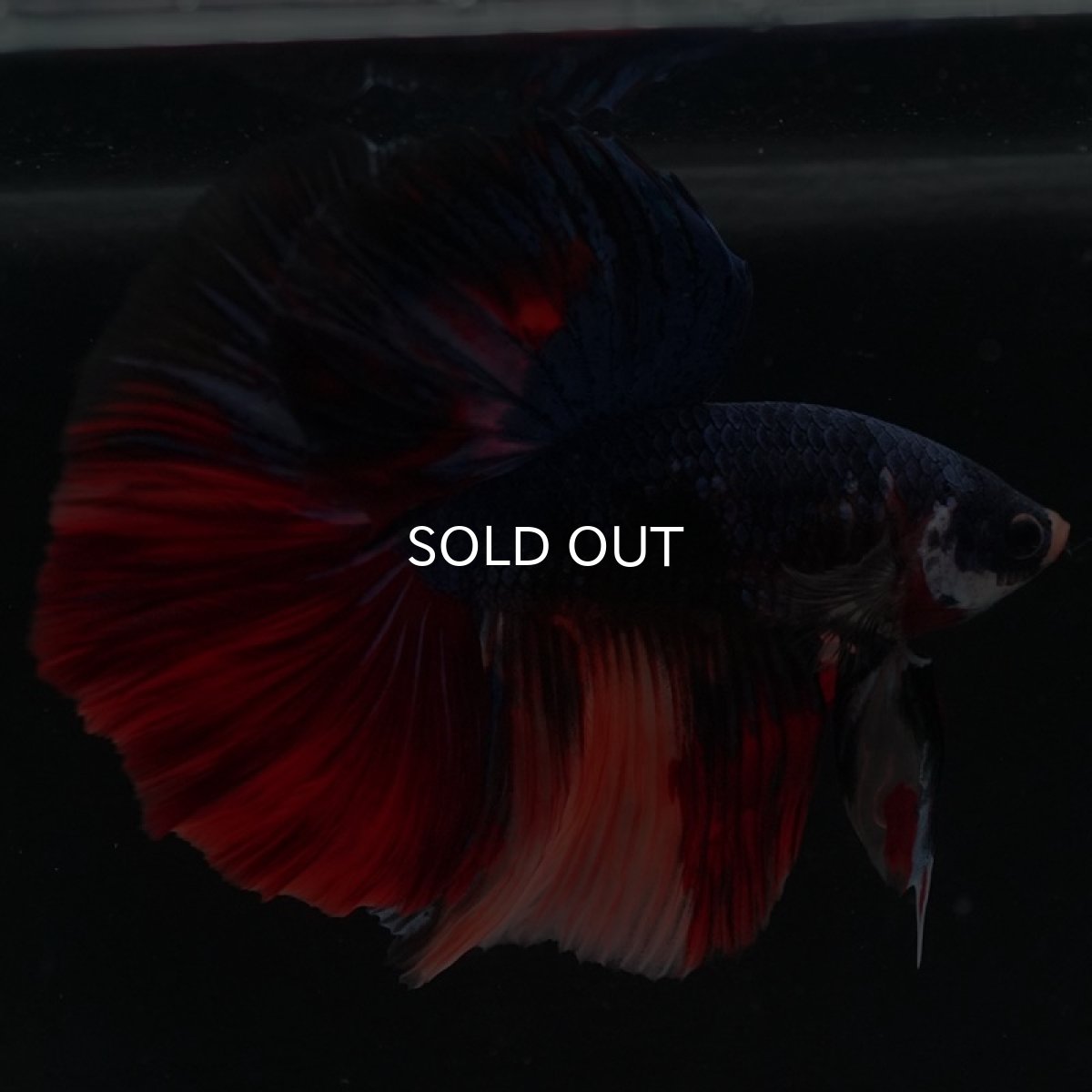 画像4: HM　キャンディ (4)