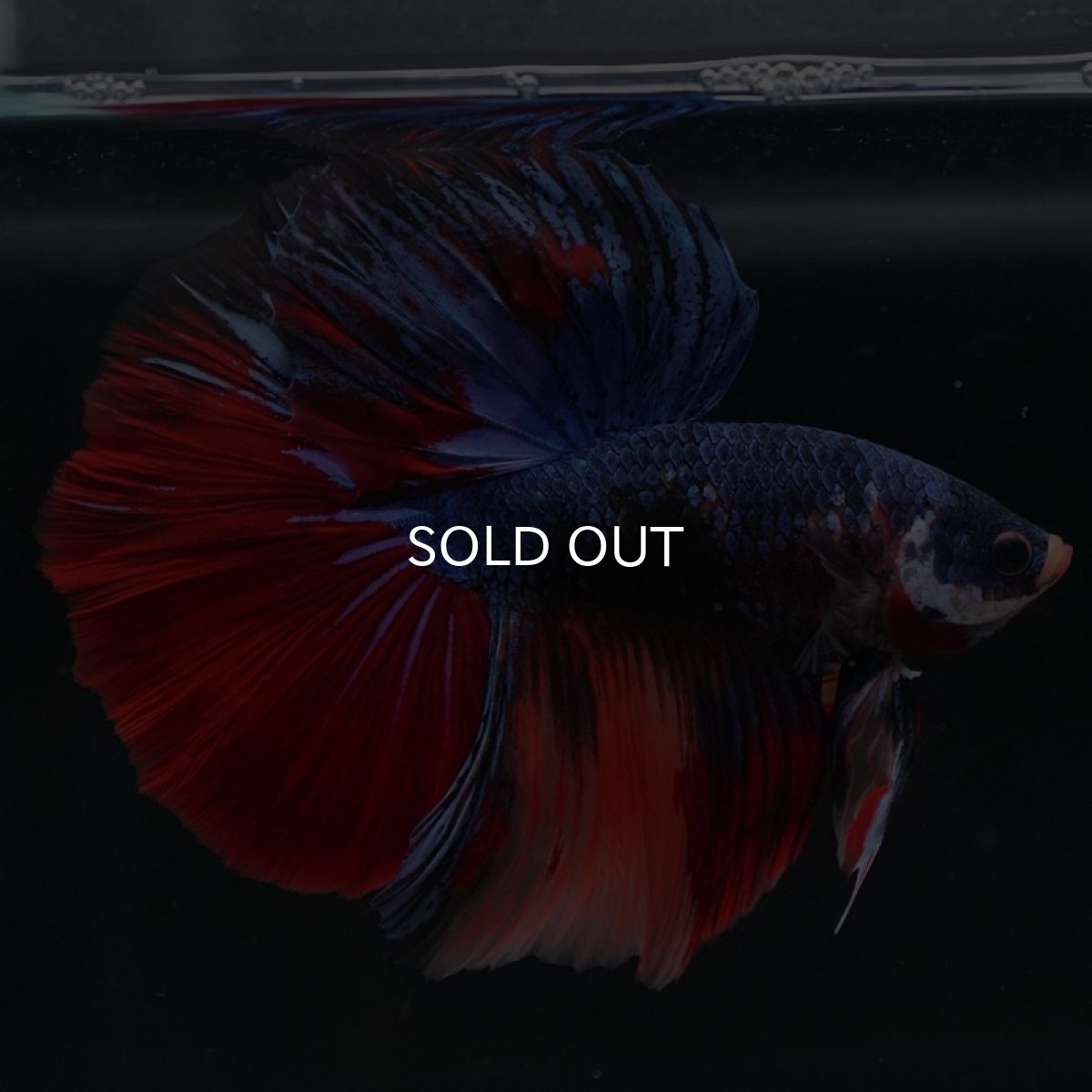 画像3: HM　キャンディ (3)