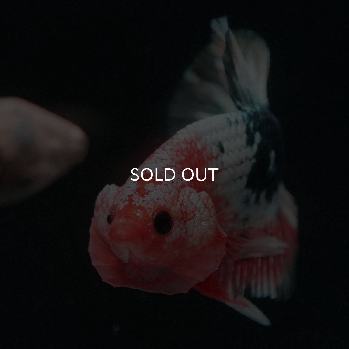 画像8: HMPK　ファンシーカッパー (8)