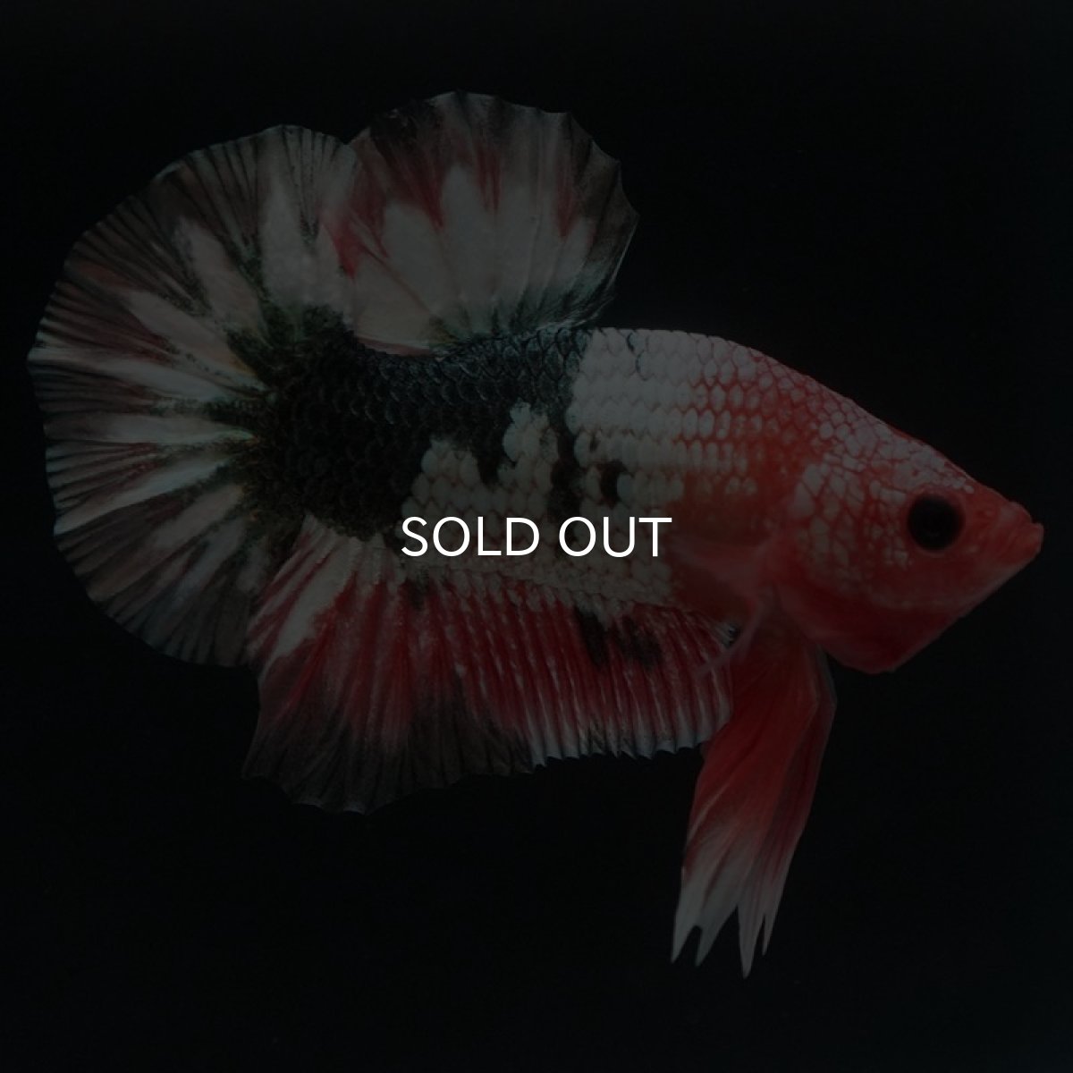 画像7: HMPK　ファンシーカッパー (7)