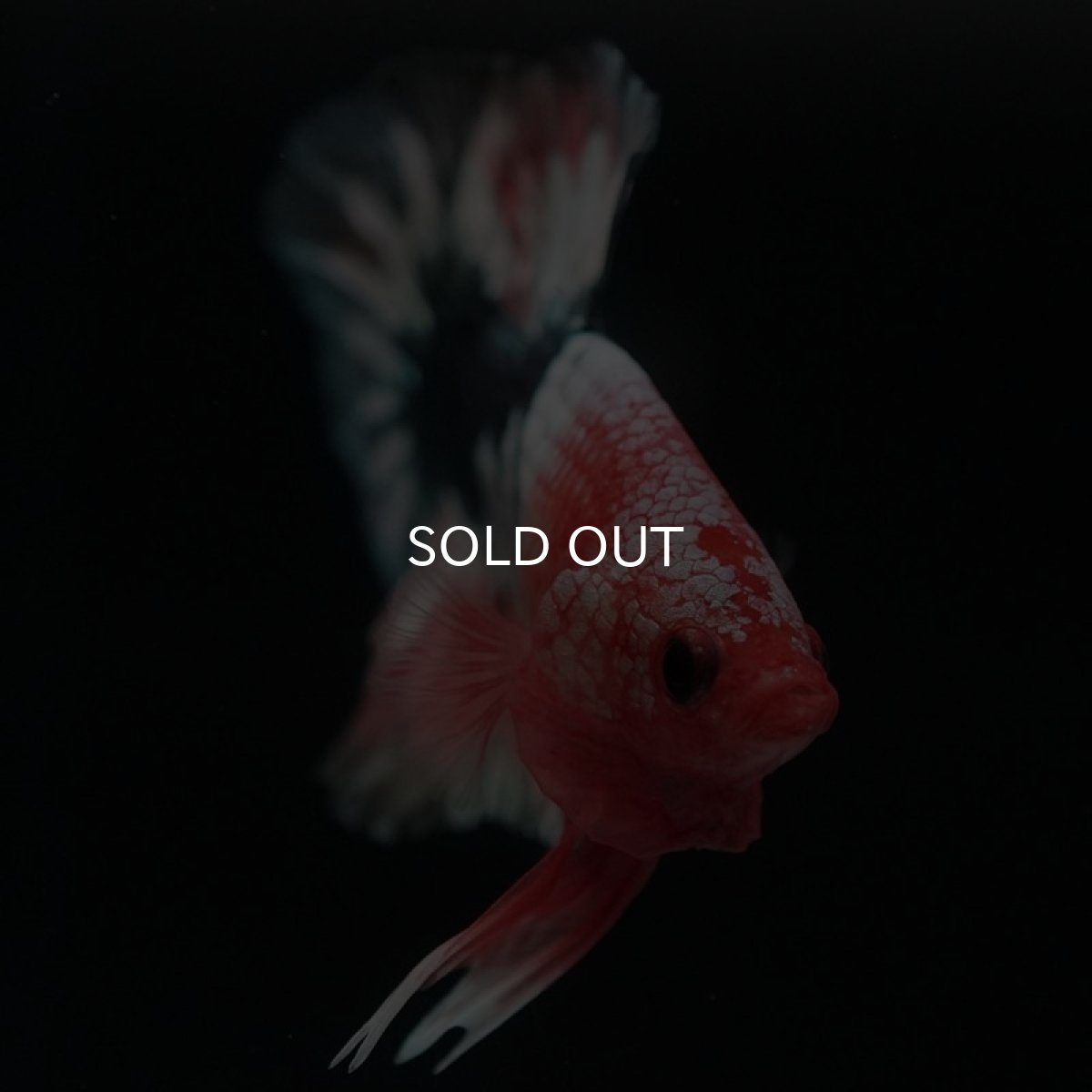 画像3: HMPK　ファンシーカッパー (3)