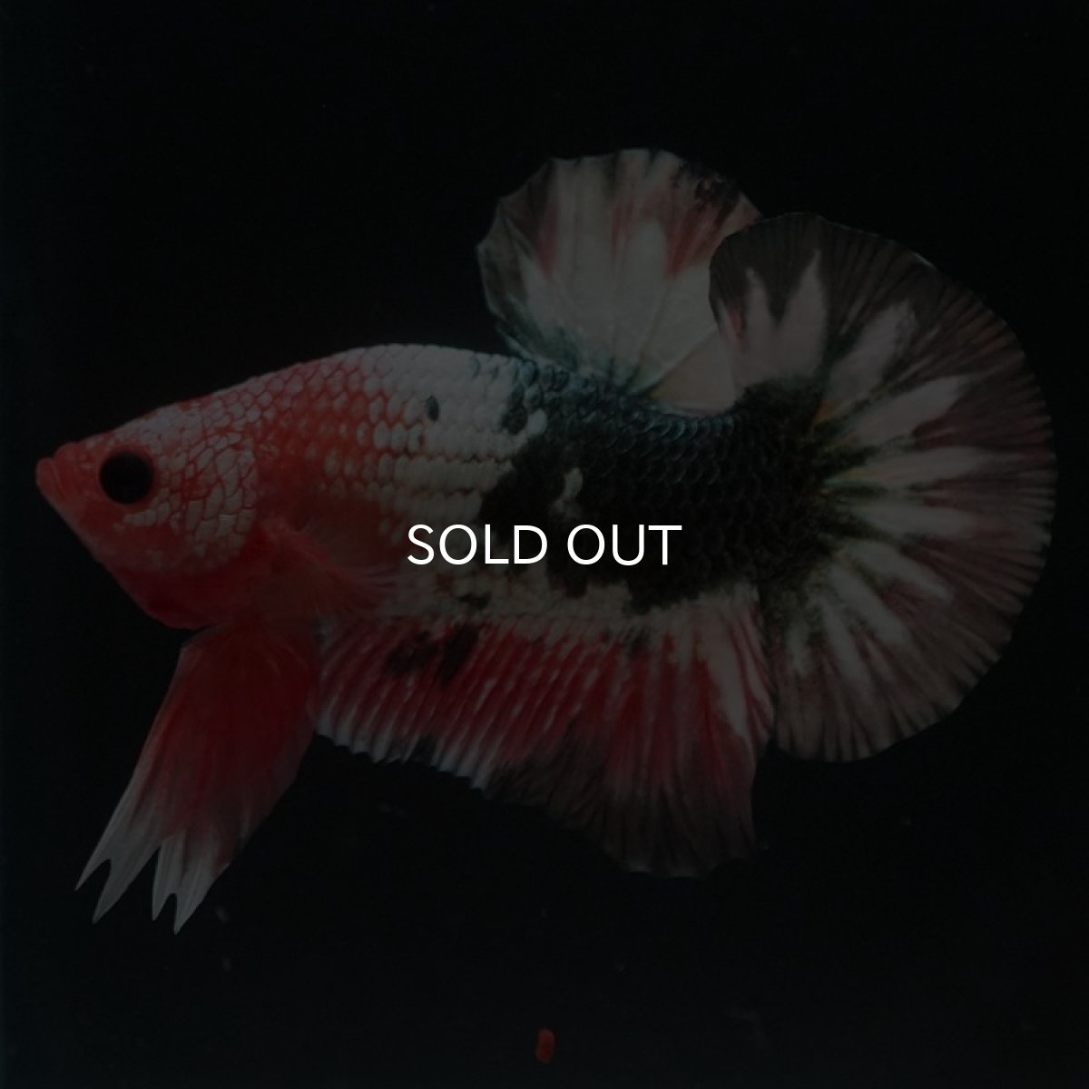 画像6: HMPK　ファンシーカッパー (6)