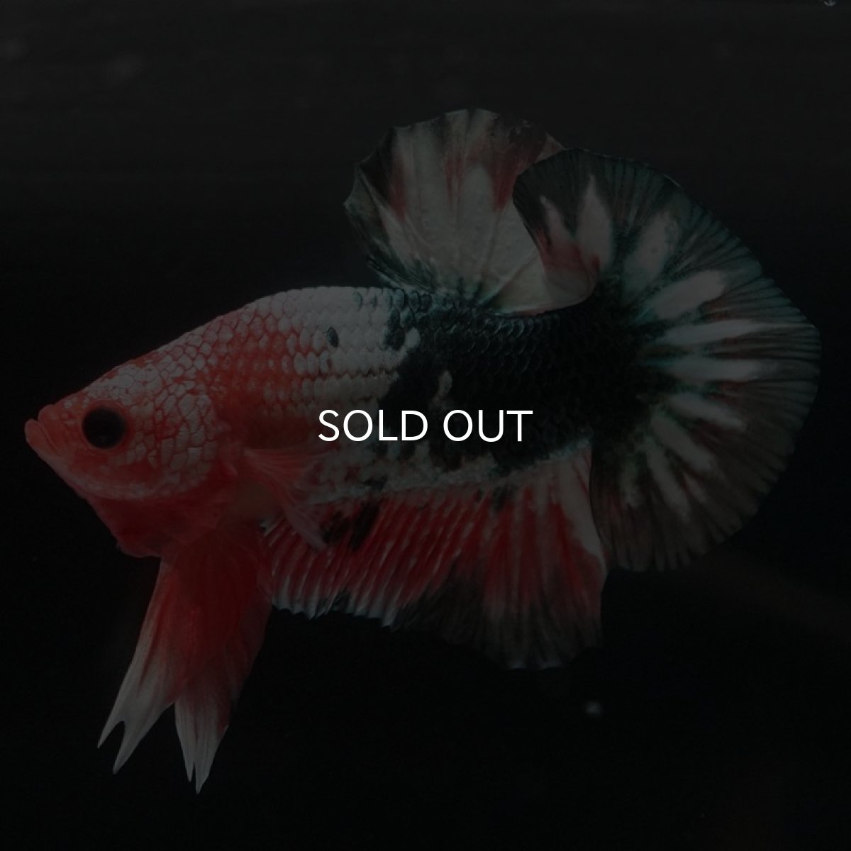 画像5: HMPK　ファンシーカッパー (5)