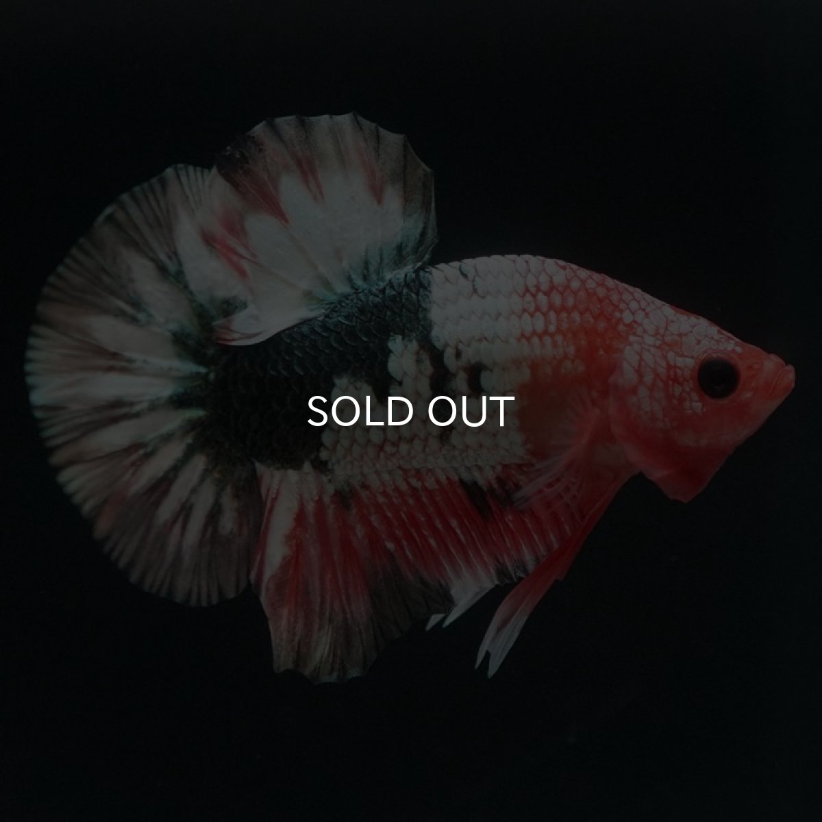 画像4: HMPK　ファンシーカッパー (4)