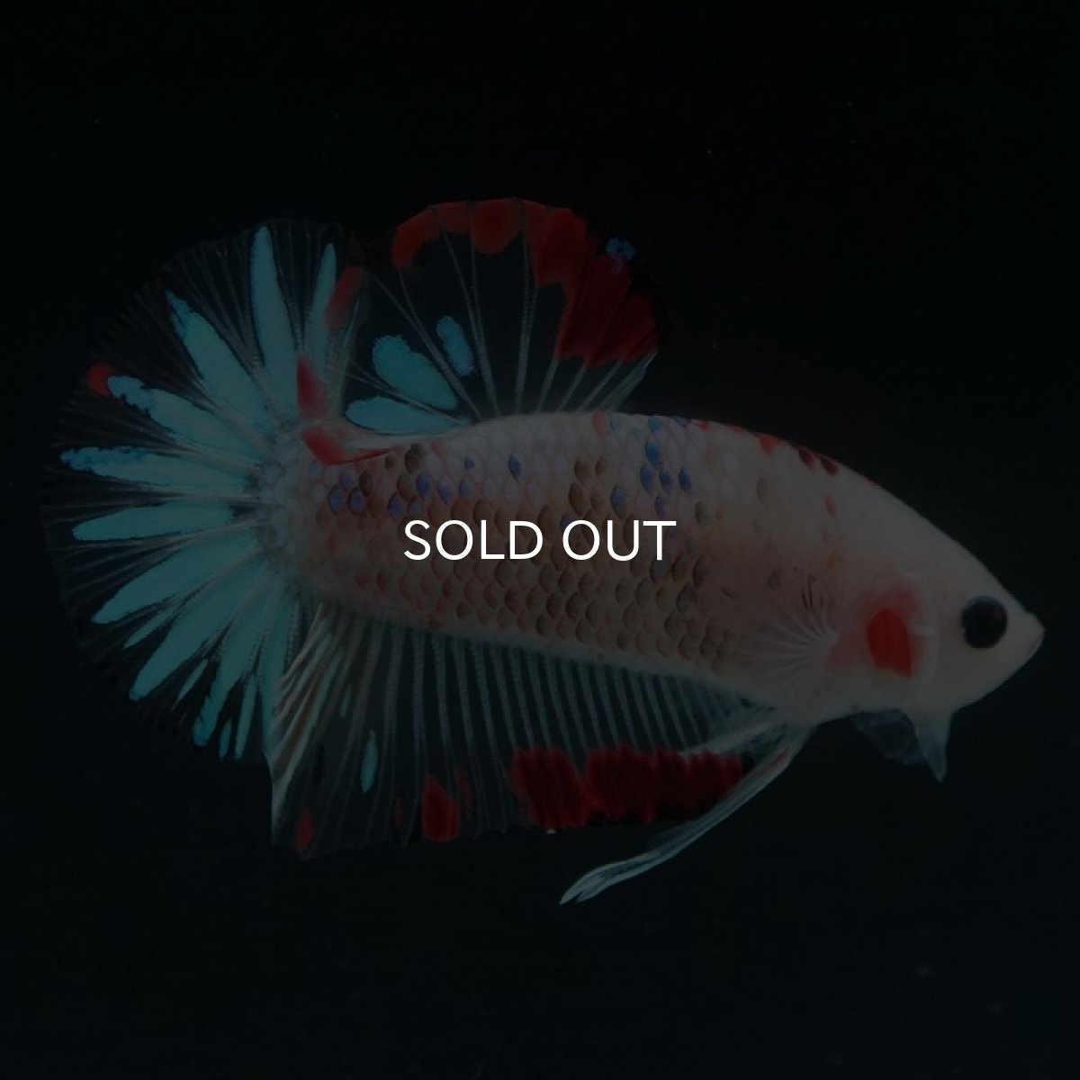 画像6: HMPK ファンシークリア (6)