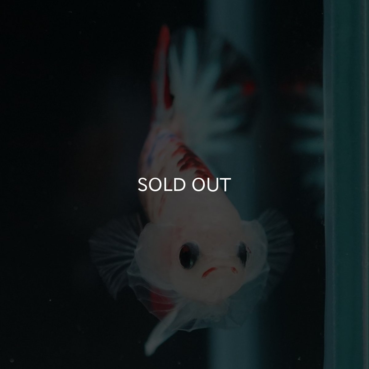 画像3: HMPK ファンシークリア (3)