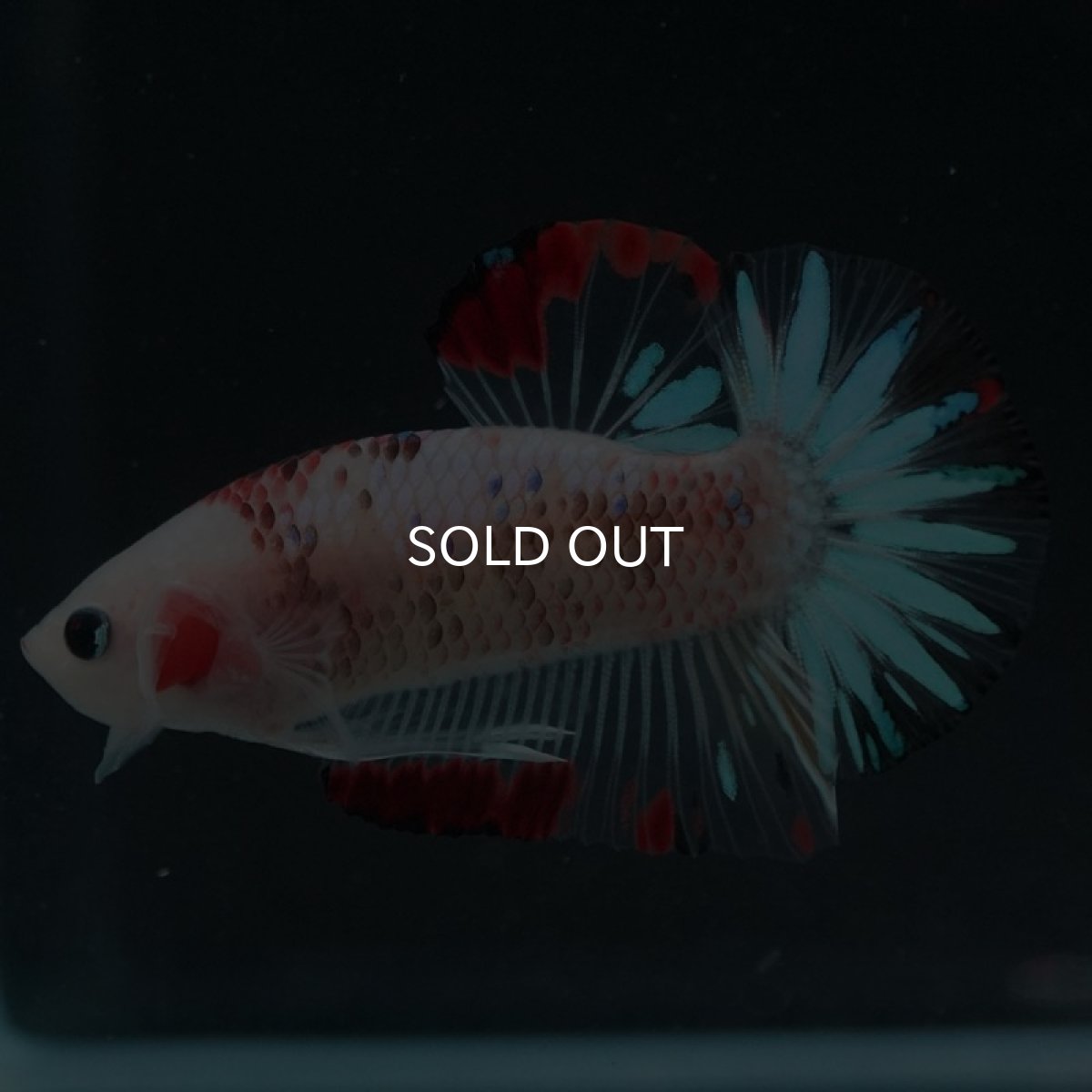 画像2: HMPK ファンシークリア (2)