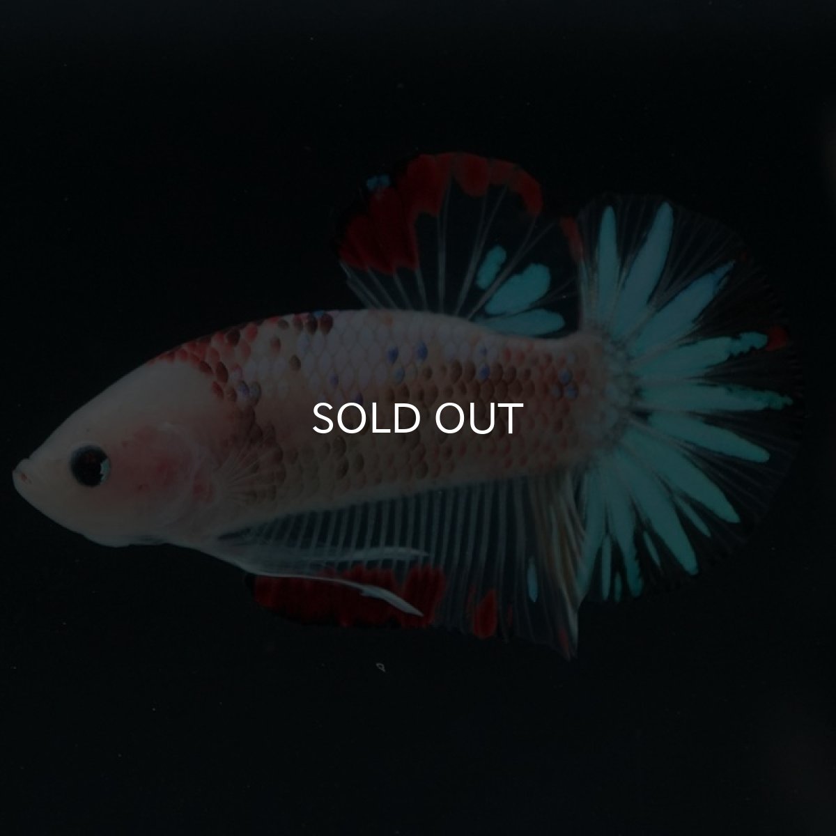 画像5: HMPK ファンシークリア (5)