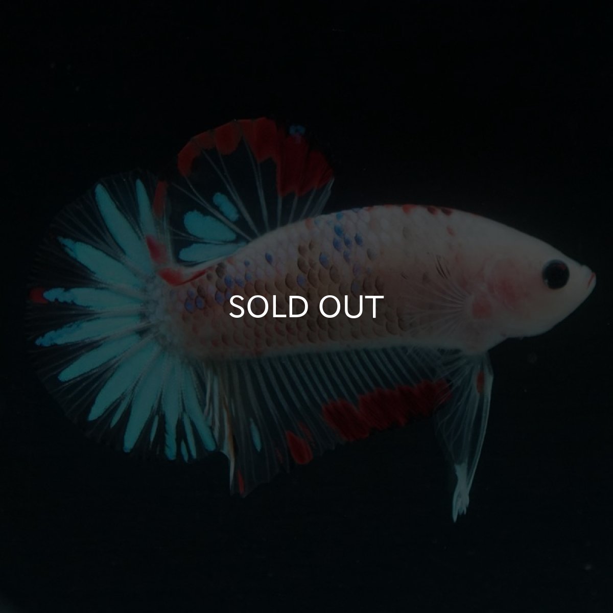 画像4: HMPK ファンシークリア (4)