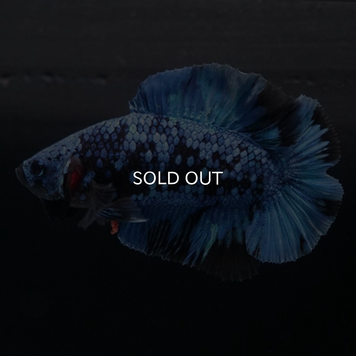 画像5: DTPK ブルーブラック (5)