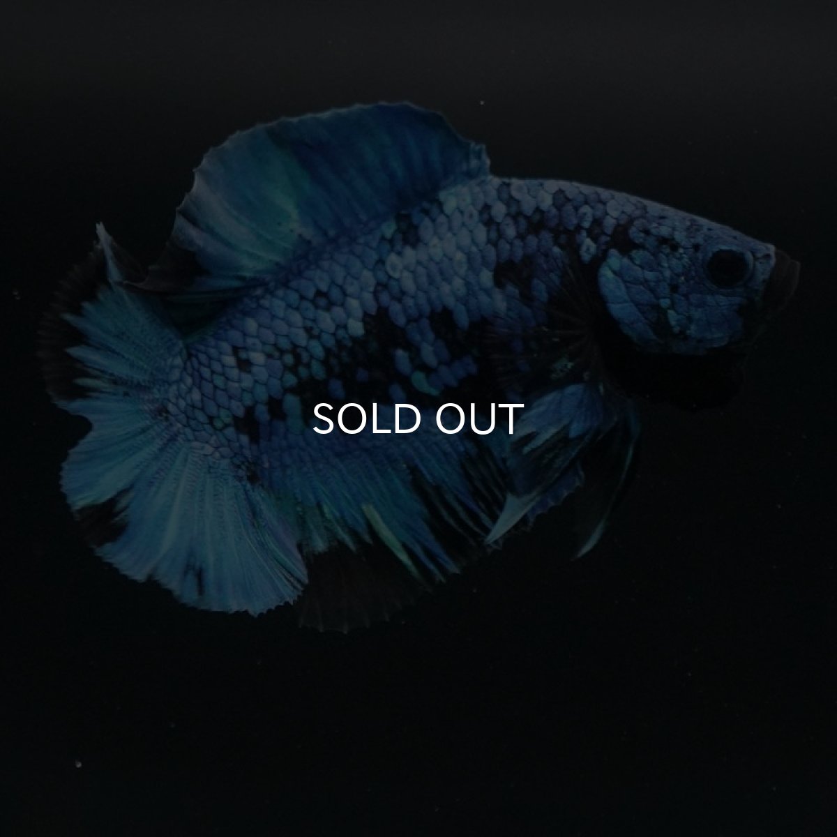 画像7: DTPK ブルーブラック (7)