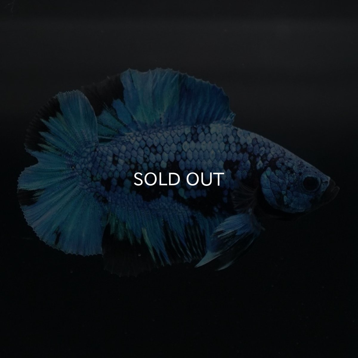 画像6: DTPK ブルーブラック (6)